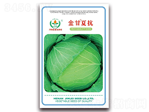 金甘夏抗-甘藍(lán)種子-金蕾種苗