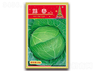 延春-甘藍種子-中江農(nóng)業(yè)