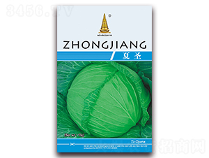 夏圣-甘藍(lán)種子-中江農(nóng)業(yè)