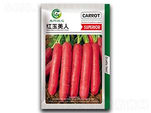 紅玉美人-胡蘿卜種子-祥瑞達(dá)