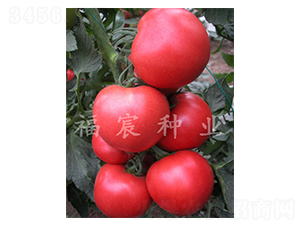 達(dá)菲9006-西紅柿種子-福宸農(nóng)業(yè)