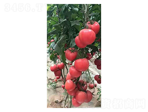 ����-���t���N��-����r(n��ng)�I(y��)