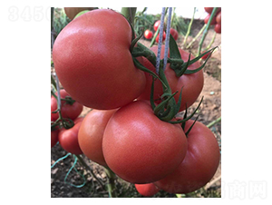 ���Z˹-���t���N��-����r(n��ng)�I(y��)