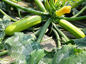 �A��901-�����J�N��-����r(n��ng)�I(y��)