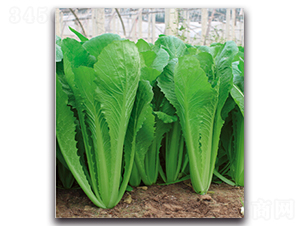 ����2̖(h��o)-���˷N��-�����r(n��ng)