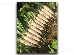 ѩ����̖-�}���N��-�����r