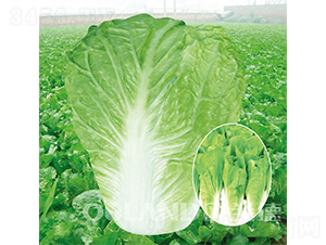 ����(j��)����5̖(h��o)-��˷N��-�W�m��