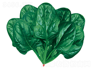 �ʼ����F��2̖(h��o)-���˷N��-�W�m��