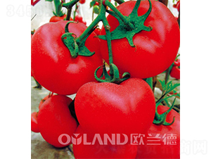 �W��704-���ѷN��-�W�m��