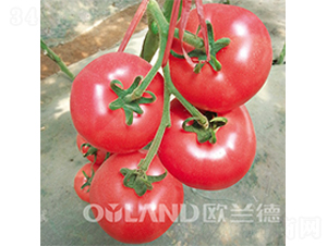 ���ρ�616-���ѷN��-�W�m��