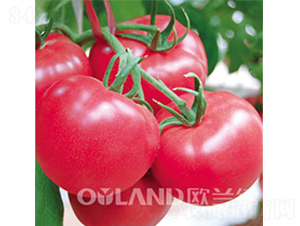 ���ρ�702-���ѷN��-�W�m��