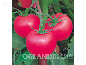 �ϚWһ̖(h��o)-���ѷN��-�W�m��