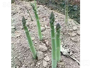 �ز�����-�J�S�N��-���r(n��ng)����