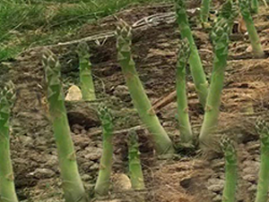 �¿�2030-�J�S�N��-���r(n��ng)����