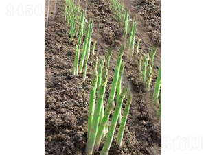 �mճ���Z˹-�J�S�N��-���r(n��ng)����