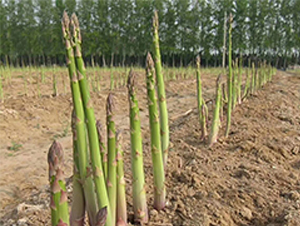 ��������-�J�S�N��-���r(n��ng)����