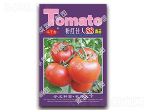 粉紅佳人88番茄-番茄種子-子龍種業(yè)