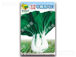 香港四季中腳黑葉白-白菜種子-子龍種業(yè)