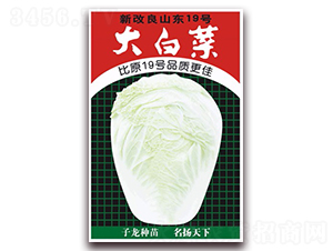 新改良山東19號大白菜-白菜種子-子龍種業(yè)