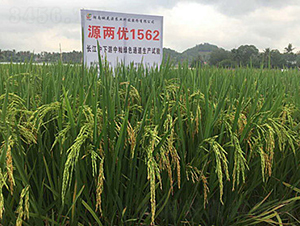 Դ�Ƀ�(y��u)1562-ˮ���N��-�һ�Դ