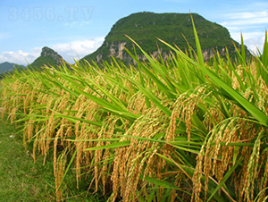 C�Ƀ�(y��u)87-ˮ���N��-�һ�Դ