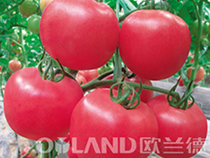 ����(j��)�µϚW-���ѷN��-�W�m��