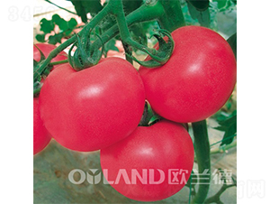 金剛6號(hào)-番茄種子-歐蘭德