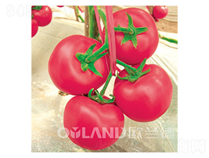 ����2̖(h��o)-���ѷN��-�W�m��