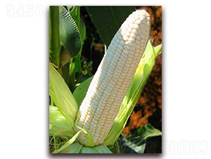 ��Ŵ��3000-Ŵ���׷N��-�δ�G