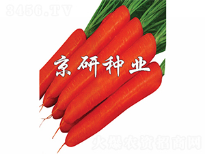 �����tо�ߴ�-���}���N��-����