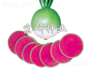 �����M�üt-�}���N��-����