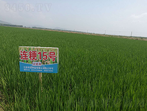 �B��15̖�����Y�ڣ�-С���N��-�r(n��ng)�l(f��)�N�I(y��)