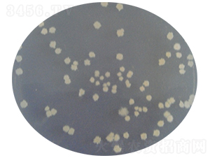 枯草芽孢桿菌-微研生物