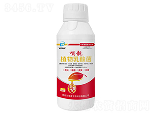 植物乳酸菌-唄靚-東望源生物