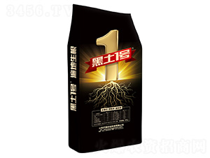 遍地生根-黑土1號-齊商