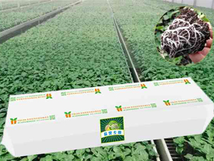 ����|(zh��)�Nֲ��-���