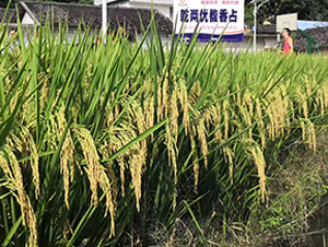 Ǭ�Ƀ�(y��u)���ռ-ˮ���N��-��ï�r(n��ng)�I(y��)