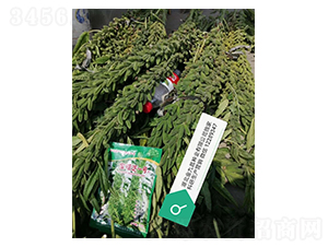 ����֥һ̖(h��o)֥��N�ӌ�(sh��)���D