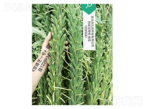 ����֥һ̖(h��o)֥��N���L��