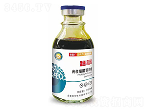 光合細菌菌劑-穩(wěn)拿-金色朝陽