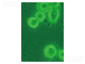 �ӝɼt�نΰ���-�Ѝu����