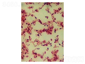 ��(c��)��ѿ�ߗU�������ԅ�������-�Ѝu����