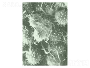 ���۸�ù�������������-�Ѝu����