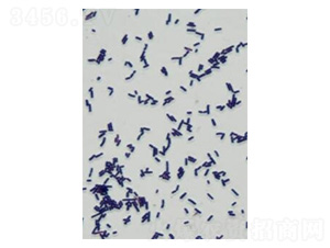 ϣ����U��-�Ѝu����