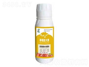 草莓膨大素-初唐-睿之澤