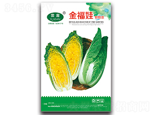 ����-���޲˷N��-�Ɖ�