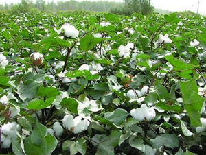 天豐棉26號(hào)（新陸早26）-棉花種子-天豐農(nóng)業(yè)