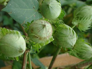 湘雜棉17號(hào)-棉花種子-天豐農(nóng)業(yè)