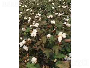 湘K25-棉花種子-天豐農業(yè)