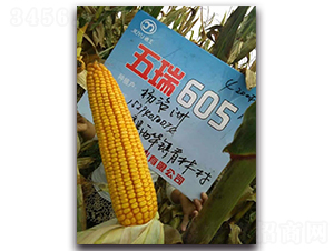 ����605-���׷N��-����N�I(y��)